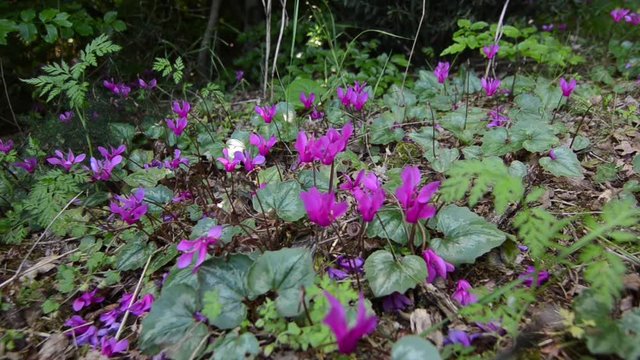  Wild cyclamen in a forest in spring. Wildflower in nature. Pink flowers blooming on mountain. Cyclamen hederifolium. Forest soil with plants
