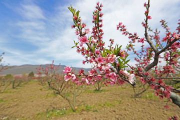peach tree and flowers