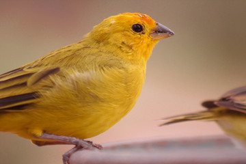 The true canary or canary of the earth, (scientific name: Sicalis flaveola L.), is also known in Brazil as canary-da-horta, canary-of-tile, canary-of-the-field, canary (2) is a species of bird of the 
