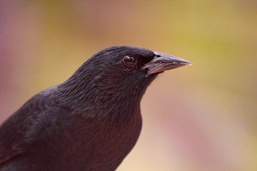 The graúna is a bird of the order Passeriformes, of the family Icteridae. The graúna (derived from the tupi 