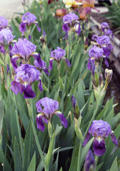 The iris flower closeup, Beautiful purple flower in bloom on a crisp spring morning