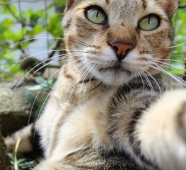 Naklejka na ściany i meble Selfie de gato tigrado cat selfie