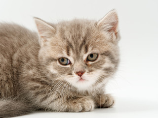 little funny kittens on a white background