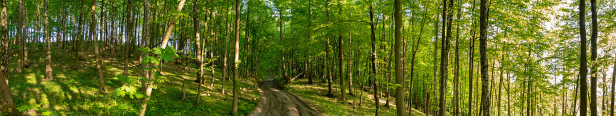 Fototapeta na wymiar Panorama of Forest