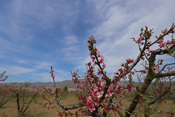 peach tree and flowers