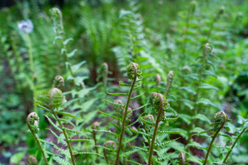 green ferm sprouts under sun