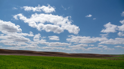 The green and undeveloped field of black earth is planted