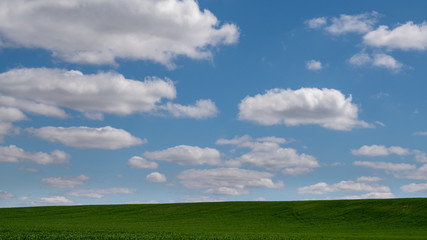 The green field of the panorama is sown