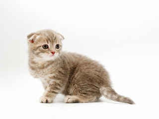 Obraz premium little funny kittens on a white background