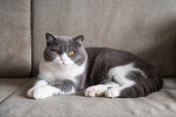 Fototapeta na wymiar Cute british shorthair cat lying on the couch