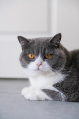 British shorthair cat lying on the floor