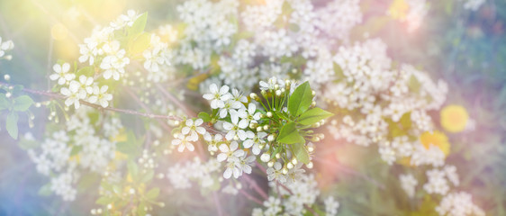 Floral background. white cherry blossoms border beautiful blurred light background
