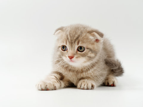 little funny kittens on a white background