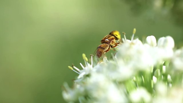 bee on Onion flower field , Onion flower field