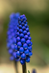 Blue flowers blossom on blurred background.