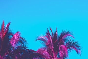 Copy space pink tropical palm tree on sky abstract background. Summer vacation and nature travel...