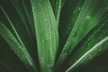 Tropical nature green leaf texture abstract background.