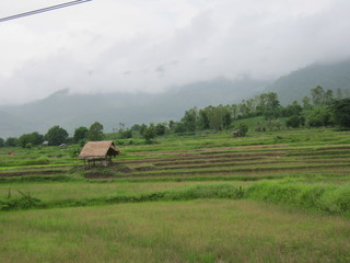 rural landscape with cows