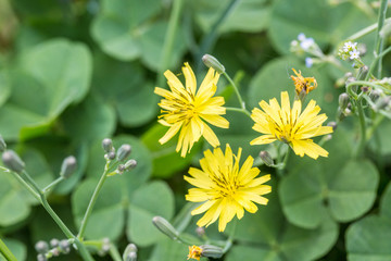 Outdoor spring, yellow and white small chrysanthemums close-up，Ixeridium dentatum (Thunb.) Tzvel.