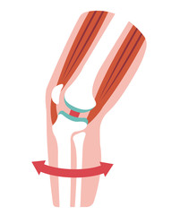 Knee joint sectional illustration (no text). 