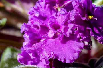 Home grown flower. In the flowering period.Semi-double violet Saintpaulia.Russia.2019