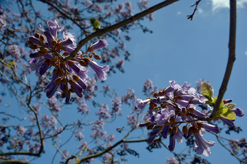 Blauglockenbaum