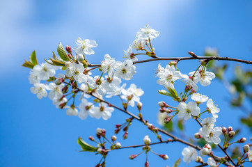 cherry twig with white flowers blooming - 267779228