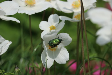 Green beetle insect rose chafer (cetonia aurata) on flower of Japanese anemone (Anemone hupehensis or Thimbleweed or Windflower or Chinese anemone or Anemone hybrida)