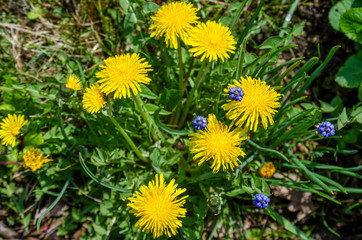 green meadow with yellow flowers of a dandelion - 267779458