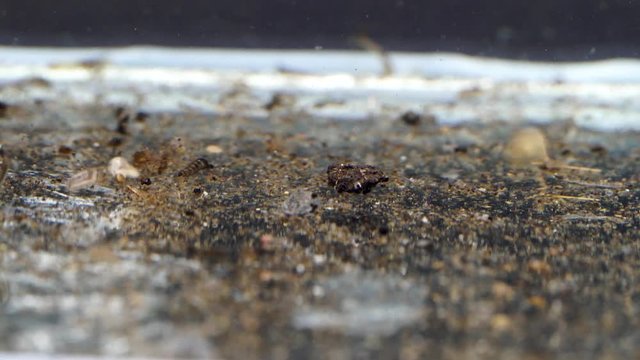 Mosquito larva  in dirty water ,Mosquitoes is vector born disease Dengue fever,
