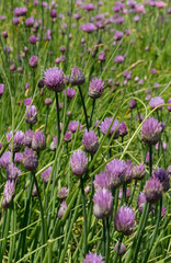 Chives, Allium schoenoprasum, with purple flowers growing in spring