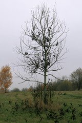 beautiful autumn view. trees. cloudy