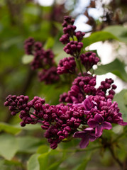 Blooming lilac in botanical garden