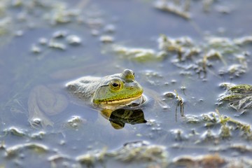 An American Bullfrog (Rana catesbeiana), an invasive species on Crete 