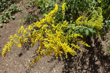 Close shot of raceme of yellow flowers of Solidago canadensis