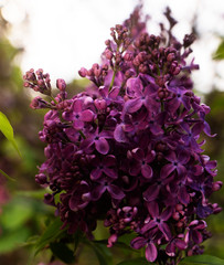 Blooming lilac in botanical garden