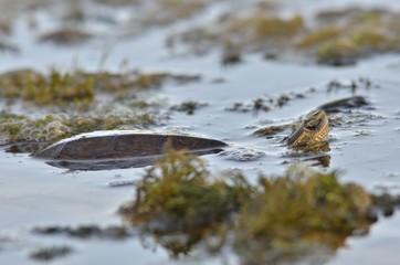 Balkan Terrapin - Mauremys rivulata, Crete