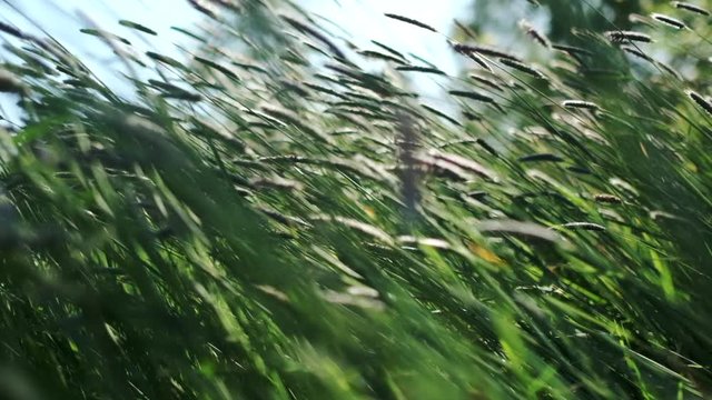 5 X slow-motion summer meadow grasses swaying in the wind.