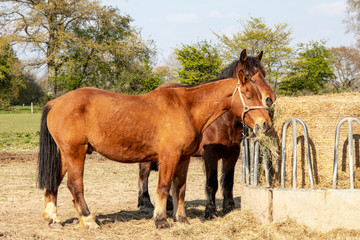 Chevaux de selle français et comtois devant râtelier à foin	