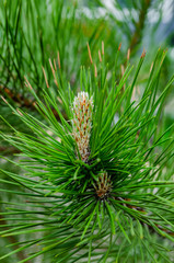 Young shoot (flower) on a branch of green lush pine. Spring renewal of trees, the formation of new cones on the pine.