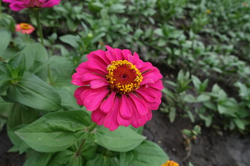 Bright magenta colored flower of zinnia in June
