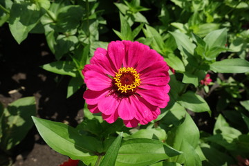 Brilliant magenta colored flower head of zinnia