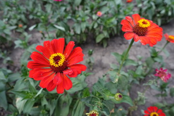 Bright red flower heads of zinnias in summer