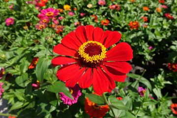 Close shot of bright red flower head of zinnia