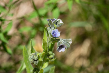 Blue Hound's Tongue Flowers in Bloom in Springtime