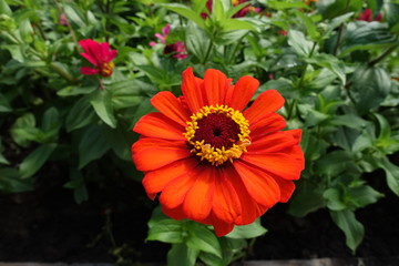 Closeup of bright red flower head of zinnia