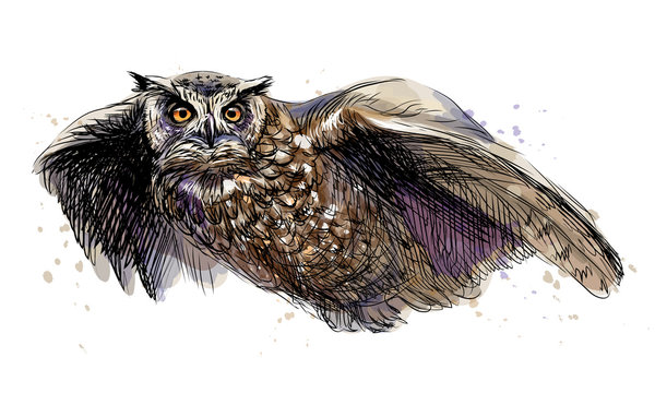  Long-eared owl in flight. Sketchy multicolored image on white background.