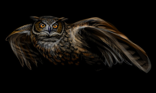 Long-eared owl in flight. Color image on black background