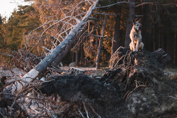 The amusing dog sits against the background of the pine forest in beams of the sun on the foozle.