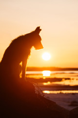 silhouette of the dog sitting against the background of a decline. A beautiful landscape with the lake.